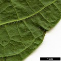 SpeciesSub: var. tomentosum